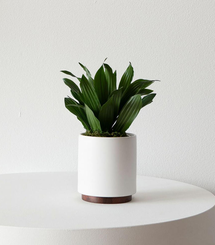 w-indoor-plants-small-3-0 دراسینا کامپکت - تصویر 1
